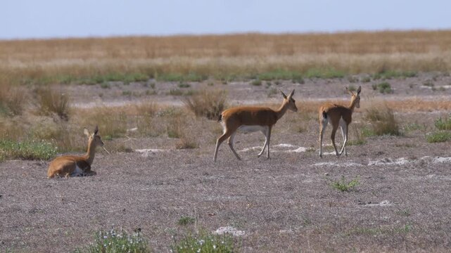 Three Oribi antelope at Liuwa Plain National Park in Zambia