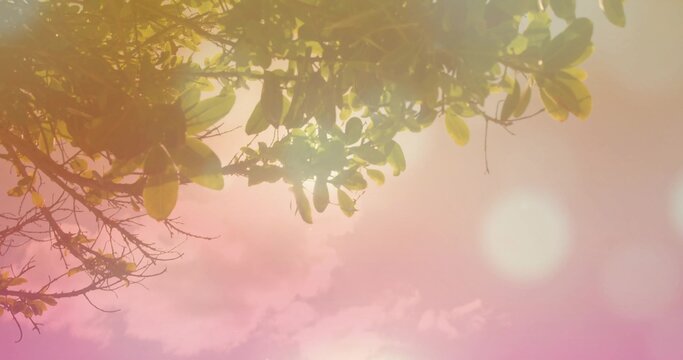 Showing tree canopy with glossy oval leaves and thin twigs in park, featuring lens flare - Powered by Adobe