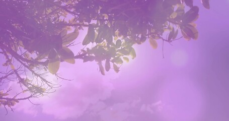 Framing overhanging tree branch showing sunlit veins through oval leaves at park, circular bokeh