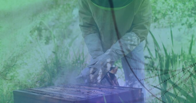 Inspecting beekeeper in veiled hat jacket and gloves lifting hive frames at garden hive, smoker