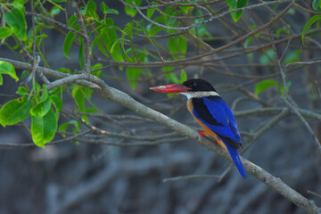Black capped Kingfisher photographed in the pristine mangrove ecosystem of the Sundarbans, India. vivid plumage and poised posture highlight the regions reach avian biodiversity.