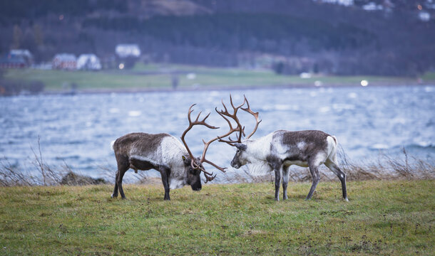 Two male reindeer facing off in front of an old wooden house