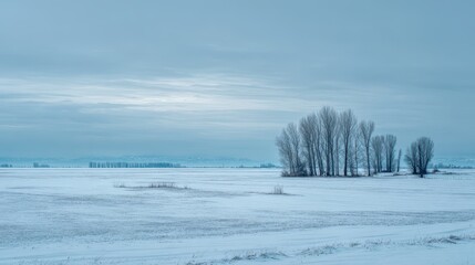 Moody Snowfield Scene with Distant Tree Line and Frost