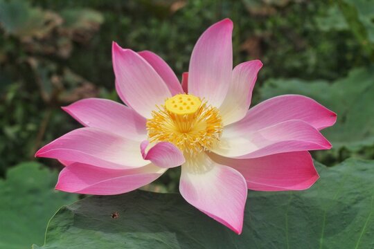 Nelumbo nucifera Gaertn, commonly known as the East Indian lotus, is epihytic or lithophytic East Indian lotus in the family of Nelumbonaceae