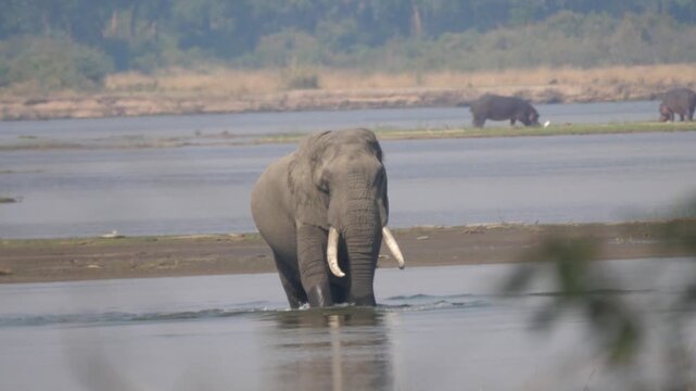 Elephant in a lake at Lower Zambezi National Park in Zambia