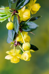 Fototapeta premium Closeup of bright yellow flowers of warted barberry (Berberis verruculosa) with green leaves on a vine, bokeh background