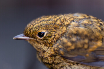 Close-up portrait of a small brown bird, European robin (Erithacus rubecula), with detailed feathers and sharp beak