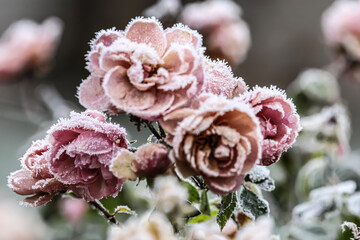 Pink roses covered with crystal frost on petals and stems create a cold winter landscape.