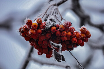 Frozen clusters of red rowan berries and branch covered in frost, creating a winter atmosphere.