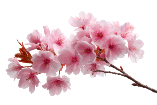 Delicate pink cherry blossom branch isolated on transparent background. Close-up of delicate pink cherry blossoms blooming on a branch isolated on white background.