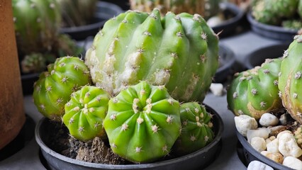 Group of cactus in a pot. © TANAWAT