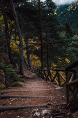 Wooden Board Walk Trail Through Dark Forest with Autumn Leaves, , Mysterious Path