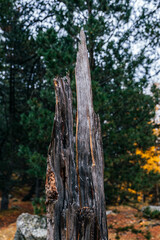 Sharp Splintered Remains of Old Weathered Tree Trunk in a Forest in Autumn