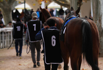 Mozo paseando caballo de la mano con público en paddock del hipódromo de Madrid