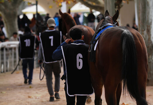 Mozo paseando caballo de la mano con p&uacute;blico en paddock del hip&oacute;dromo de Madrid