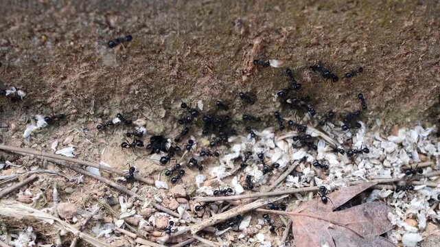 Macro view of ants carrying grains into their nest, highlighting teamwork, structure, natural behavior. Ideal for ecology themes, educational content, biology concepts, wildlife storytelling