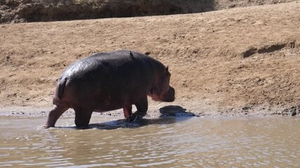 Hippo walking out a pond at Lower Zambezi National Park in Zambia