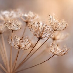 Dried umbel flower heads, soft beige tones, ethereal sunlight