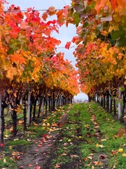 Vines with autumn leaves