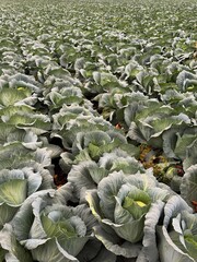 cabbage in the field