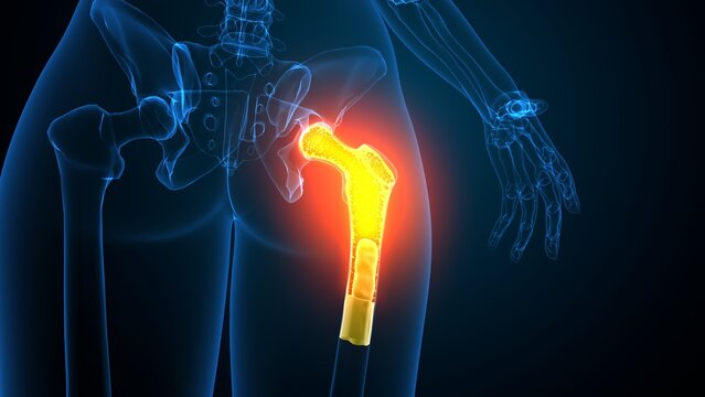 Female hip bone anatomy. 3d render