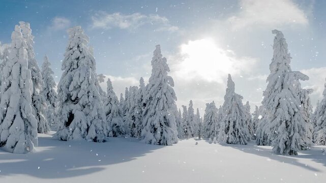A peaceful winter landscape with towering trees covered in fresh snow. The sunlight filters through branches