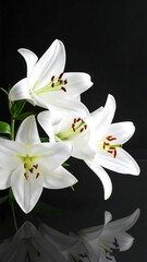 Fototapeta premium Elegant White Lilies Against a Dark Backdrop - A Study in Contrast.