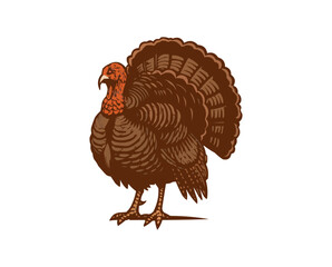 Vintage Engraving Style Turkey Illustration - Thanksgiving Holiday Bird Vector