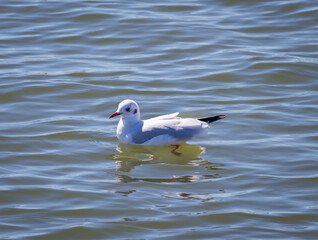 Obraz premium black-headed seagull on the water