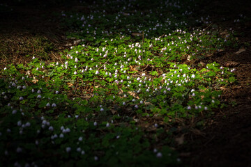 Wood Sorrel Blossoms in Dappled Light