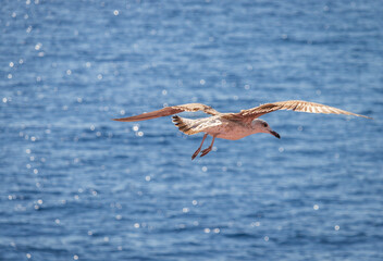 Seagull in a flight over the sea
