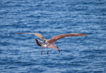 Seagull in a flight over the sea