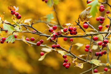 beautiful landscape of autumn forest with rosehip tree and red rose hips and bright yellow leaves, cloudy weather