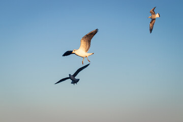 seagulls in flight in the light of the setting sun