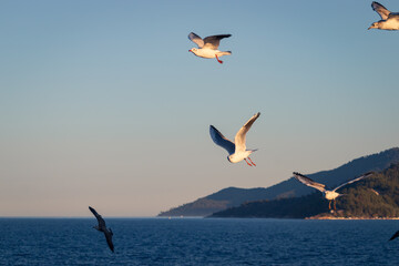 seagulls flying over the sea. Mountains are seen on the background