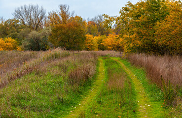 Fototapeta premium beautiful landscape of country road in autumn forest with bright yellow leaves on trees, cloudy weather