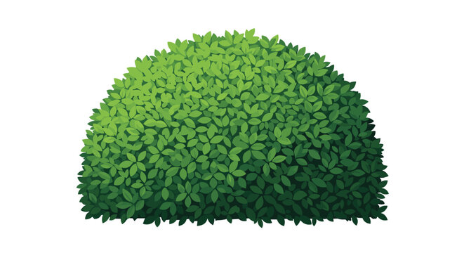 A vibrant green, neatly trimmed bush with a semicircular shape, rendered in a graphic illustration style on a white background.