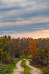 Fototapeta premium beautiful landscape of country road in autumn forest with bright yellow leaves on trees, cloudy weather