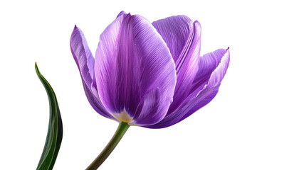 Naklejka premium Vibrant close-up of a blooming purple flower with delicate petals on a black background