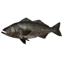 Realistic black cod fish with textured scales and fins isolated on transparency background showing natural aquatic life