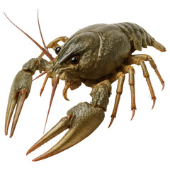 Fresh raw crayfish with detailed claws and antennae isolated on transparency background, showing natural texture and color