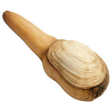 Hyper realistic geoduck clam with textured shell and siphon isolated on transparency background