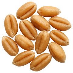 Wheat kernel close up with detailed texture and natural golden color, showing healthy grains ready for processing or planting