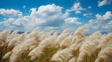 White kashful field under a bright blue sky with summer clouds