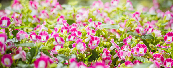 Pink flowers blooming in a vibrant spring meadow