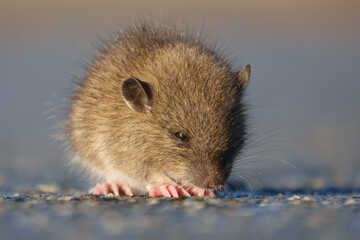 Brown rat (Rattus norvegicus) juvenile