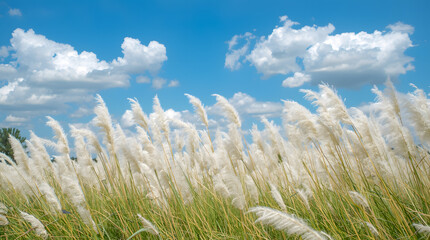 White kashful field under a bright blue sky with summer clouds