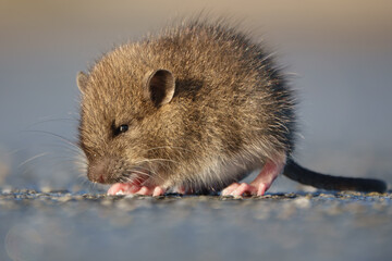 Brown rat (Rattus norvegicus) juvenile