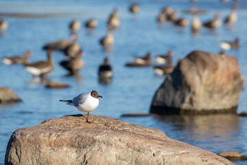 The black-headed gull (Chroicocephalus ridibundus, larus ridibundus) standing on one foot on the stone by the coast of the Baltic Sea