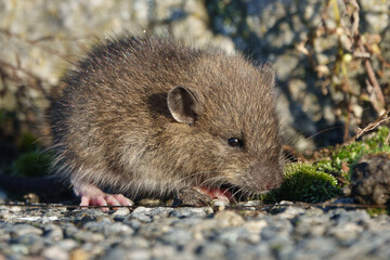 Brown rat (Rattus norvegicus) juvenile